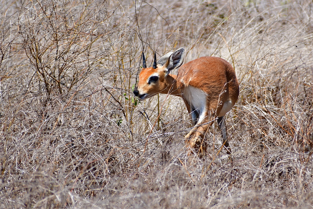 Tsavo East National Park